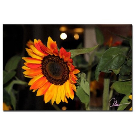 Martha Guerra 'Sunflowers XIII' Canvas Art,16x24